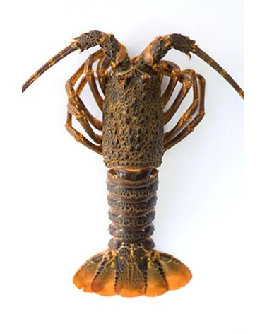 Langosta cruda "Tristan" *Kg